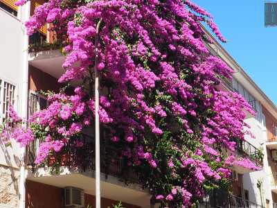 Bari, quella bouganville viola alta 4 piani